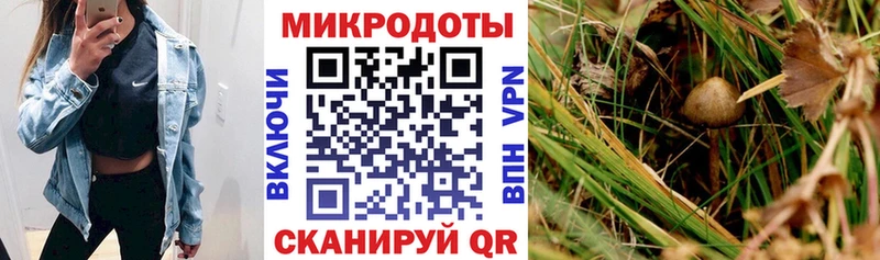 Галлюциногенные грибы Psilocybe  Медвежьегорск 